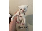 Adopt Sea Salt a Domestic Short Hair