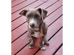 Adopt Fletcher a Dachshund, Pit Bull Terrier
