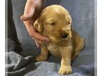 Golden Retriever PUPPY FOR SALE ADN-389966 - 8 Golden Retriever puppies