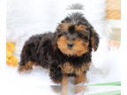 Poodle (Toy)-Yorkshire Terrier Mix PUPPY FOR SALE ADN-389877 - Flopsy