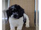 ShihPoo PUPPY FOR SALE ADN-389759 - Shihpoo Puppy For Sale Millersburg OH Female