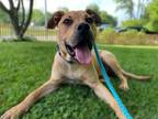 Adopt Bruiser a Pit Bull Terrier, American Staffordshire Terrier