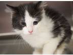 Adopt Roman is the emperor of kitty kisses! TINY FLOOF a Siberian, Maine Coon