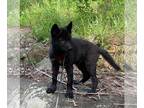 Wolf Hybrid PUPPY FOR SALE ADN-389846 - Howling Hickory Hollow Puppies