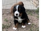 Great Bernese PUPPY FOR SALE ADN-389806 - Anakin Male Great Bernese pup TriColor
