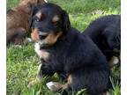 Great Bernese PUPPY FOR SALE ADN-389820 - Hans Male Great Bernese pup