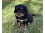 Great Bernese PUPPY FOR SALE ADN-389828 - Leah female Great Bernese pup