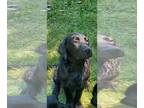 Labrador Retriever PUPPY FOR SALE ADN-389963 - American Lab pups for sale