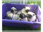 Pug PUPPY FOR SALE ADN-389958 - 2 Litters 10 pups