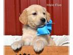 Golden Retriever PUPPY FOR SALE ADN-389656 - AKC Golden Retriever Pups