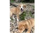 Adopt Josie a Labrador Retriever, Mixed Breed