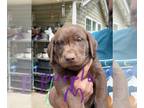 Labrador Retriever PUPPY FOR SALE ADN-389836 - AKC lab puppies