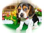 Beagle PUPPY FOR SALE ADN-389710 - Beagle Babies Great 4 Kid Financing