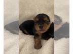 Yorkshire Terrier PUPPY FOR SALE ADN-389971 - AKC Yorkshire Terrier Puppies