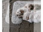 Golden Retriever PUPPY FOR SALE ADN-389967 - sweet golden retriever puppies