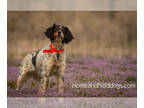 Brittany PUPPY FOR SALE ADN-389662 - Black Tri color French Brittany Empagneul