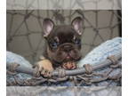 French Bulldog PUPPY FOR SALE ADN-390023 - Chocolate male french bulldog carries