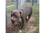 Adopt King a American Staffordshire Terrier