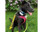 Adopt Britney a Mixed Breed