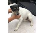 Adopt Soleil a Jack Russell Terrier, Italian Greyhound