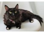 Adopt Molly a Maine Coon, Domestic Long Hair