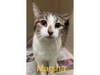 Adopt Marsha a Domestic Short Hair