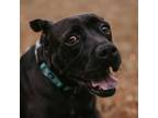 Adopt Frankie a Black Labrador Retriever, Pit Bull Terrier