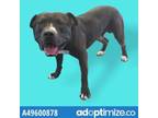 Adopt 49615725 a Pit Bull Terrier, Mixed Breed