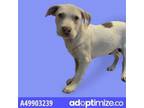 Adopt 49903458 a Miniature Poodle, Mixed Breed
