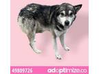 Adopt 49811853 a Labrador Retriever, Mixed Breed