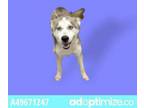 Adopt 49672302 a Labrador Retriever, Mixed Breed