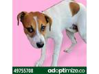 Adopt 49756402 a Pit Bull Terrier, Mixed Breed