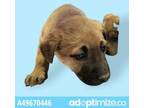 Adopt 49671247 a Siberian Husky, Mixed Breed