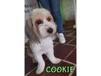 Adopt Cookie a Petit Basset Griffon Vendeen