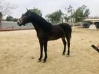 Must See Registered Andalusian