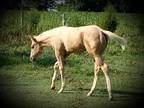 Freckles Playboy Nu Chex One Gun Filly