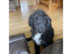 Adopt Toby a Black - with White Beagle / Poodle (Standard) / Mixed dog in