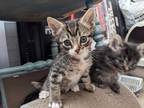 Adopt *MARTY a Gray, Blue or Silver Tabby Domestic Shorthair / Mixed (short