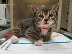 Adopt a Brown Tabby Domestic Shorthair / Mixed (short coat) cat in Camarillo