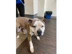 Adopt Hunston a Brindle American Pit Bull Terrier / Mixed dog in Seattle
