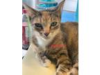 Adopt Valentine a Brown Tabby Domestic Shorthair (short coat) cat in St.