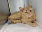 Adopt *PRESTON a Orange or Red Tabby Domestic Shorthair / Mixed (short coat) cat