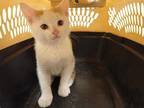 Adopt *SAMUEL a White (Mostly) Domestic Shorthair / Mixed (short coat) cat in