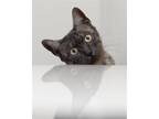 Adopt Maui a All Black Domestic Shorthair / Mixed (short coat) cat in