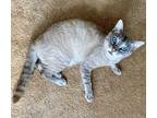 Adopt Princess Leia a Cream or Ivory (Mostly) Siamese / Mixed (short coat) cat