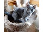 Adopt Blue a Gray or Blue Russian Blue / Mixed (short coat) cat in Los Angeles