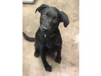 Adopt Shadow A Black Labrador Retriever / Mixed Dog In Florence, AL (34734746)