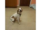 Adopt Bentley a Beagle / Mixed dog in York, SC (34733736)