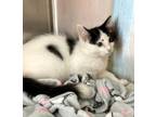 Adopt Mr. Jelly Bean A White Domestic Shorthair / Domestic Shorthair / Mixed Cat