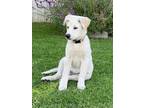 Adopt Judy a White German Shepherd Dog / Great Pyrenees / Mixed dog in Corona